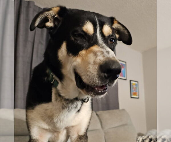 Medium Photo #15 Mutt Puppy For Sale in Fargo, ND, USA