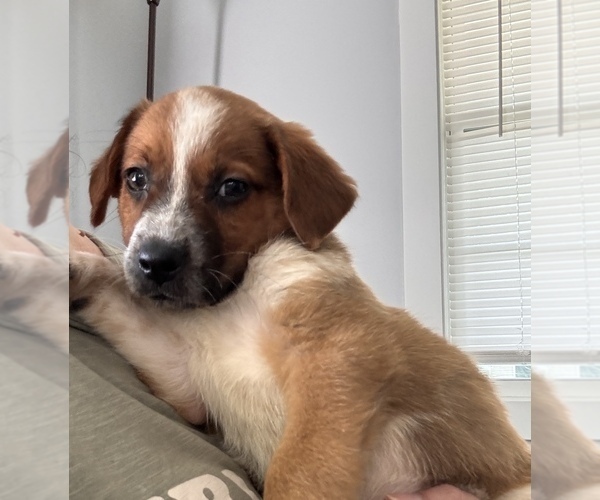 Medium Photo #2 Beagle Puppy For Sale in BONNE TERRE, MO, USA