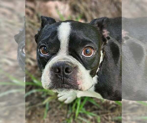 Medium Photo #2 Boston Terrier-Unknown Mix Puppy For Sale in Wakefield, RI, USA