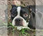Small #1 Boston Terrier Mix