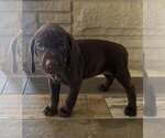 Puppy Reba German Shorthaired Pointer