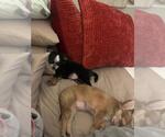 Small #3 Chihuahua Mix