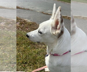 Carmen San Diego - Female Border Collie-Unknown Mix Dog for Adoption - Photo #2