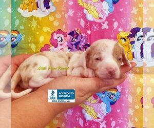 Dachshund Puppy for sale in WINNSBORO, LA, USA