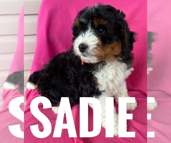 Medium Photo #5 Bernedoodle (Miniature) Puppy For Sale in BOWLING GREEN, KY, USA