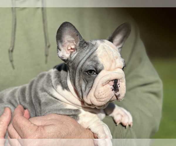Medium Photo #4 French Bulldog Puppy For Sale in JUNCTION CITY, OR, USA