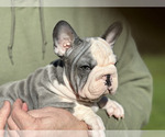 Small Photo #4 French Bulldog Puppy For Sale in JUNCTION CITY, OR, USA
