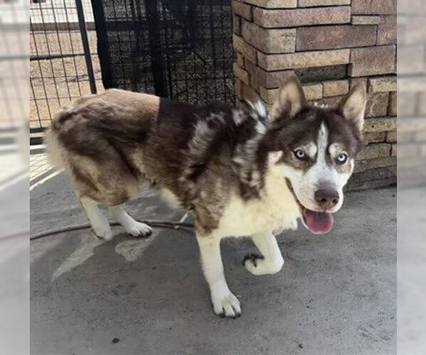 Medium Photo #1 Siberian Husky-Unknown Mix Puppy For Sale in Frisco, CO, USA