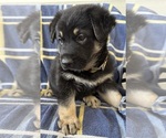 Small #6 German Shepherd Dog