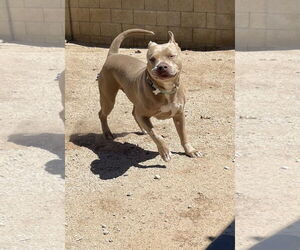 PUDGE - Male American Pit Bull Terrier-Unknown Mix Dog for Adoption - Photo #8