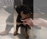 Small #9 Rottweiler