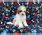 Small #1 Poodle (Miniature)