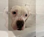 Small American Staffordshire Terrier Mix