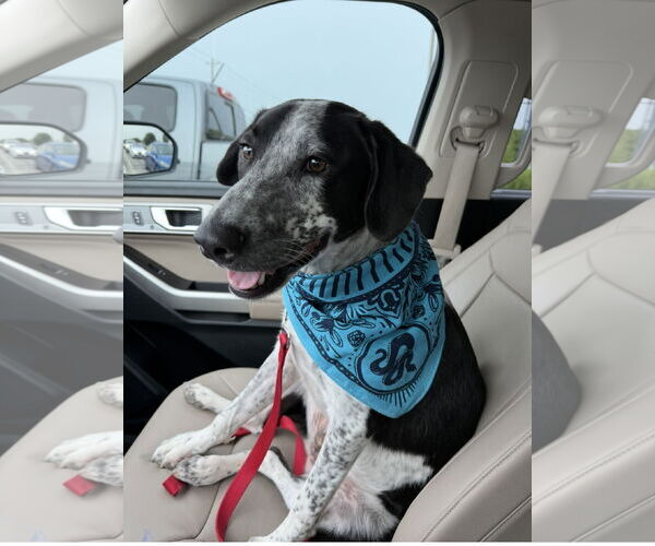 Medium Photo #12 Mutt Puppy For Sale in Euless, TX, USA