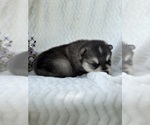 Puppy Carmen Alaskan Klee Kai-Pomsky Mix