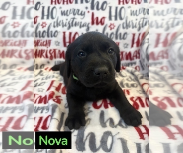 Medium Photo #2 Labrador Retriever Puppy For Sale in FAYETTEVILLE, OH, USA