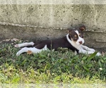 Small Photo #5 Shepradors Puppy For Sale in DETROIT, MI, USA