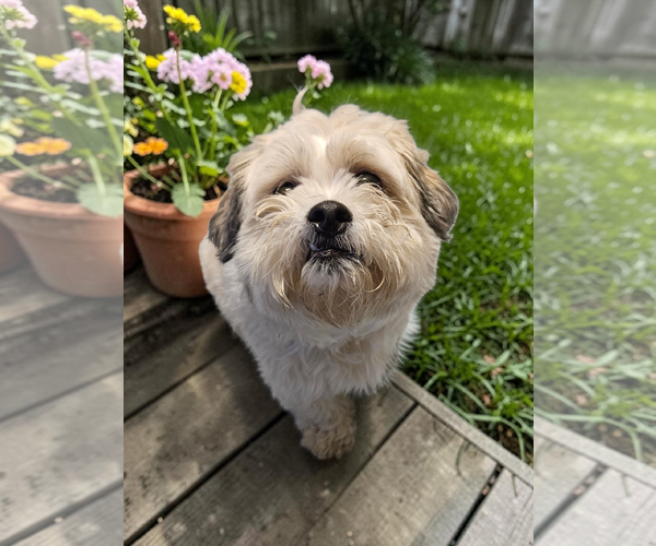 Medium Photo #6 Mal-Shi Puppy For Sale in McKinney, TX, USA