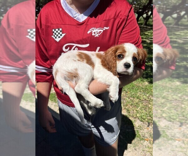 Medium Photo #2 Cavalier King Charles Spaniel Puppy For Sale in ARANSAS PASS, TX, USA
