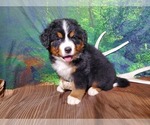 Small Photo #4 Bernese Mountain Dog Puppy For Sale in PEYTON, CO, USA
