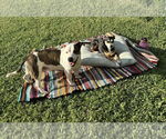 Small #2 Bulldog Mix