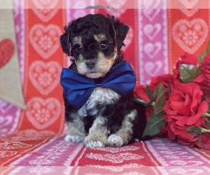 Poodle (Toy) Puppy for sale in LANCASTER, PA, USA