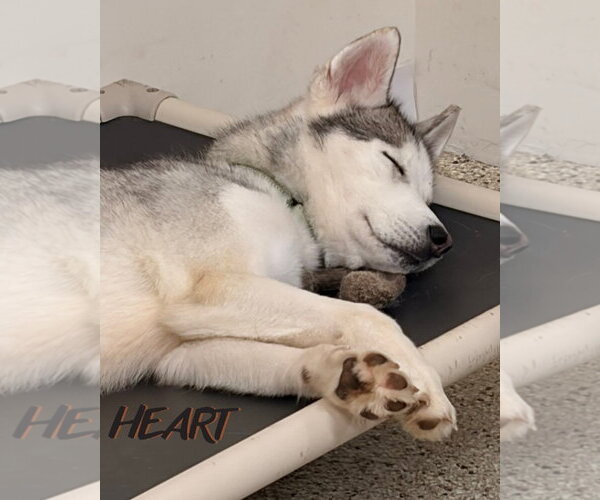 Medium Photo #4 Siberian Husky Puppy For Sale in Severn, MD, USA