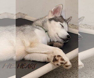 Oscar - ON HOLD - Male Siberian Husky Dog for Adoption - Photo #4
