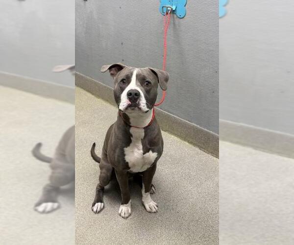 Medium Photo #1 Mutt Puppy For Sale in Las Vegas, NV, USA