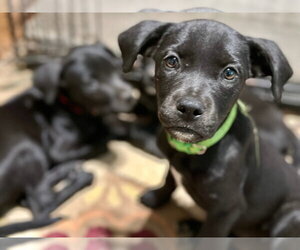 BP Lightning - Female Labrador Retriever-Unknown Mix Dog for Adoption - Photo #6