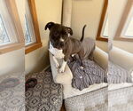 Small #12 American Pit Bull Terrier-American Staffordshire Terrier Mix