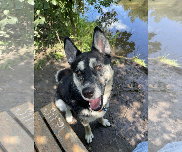 Medium Photo #26 Siberian Husky-Unknown Mix Puppy For Sale in Minneapolis, MN, USA