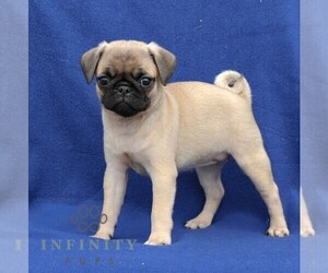 Pug Puppy for sale in NEW HOLLAND, PA, USA