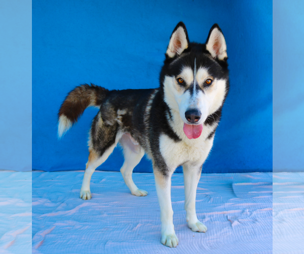 Medium Photo #2 Siberian Husky Puppy For Sale in Pasadena, CA, USA