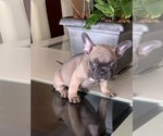 Small French Bulldog