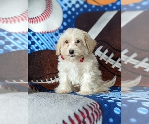 Maltipoo Puppy for sale in NOTTINGHAM, PA, USA
