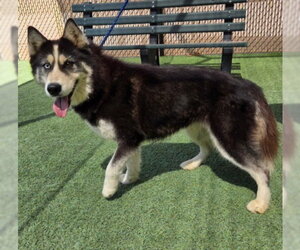Siberian Husky Dogs for adoption in Norco, CA, USA