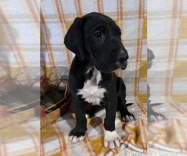 Medium Photo #1 Great Dane Puppy For Sale in BEAVERDAM, VA, USA