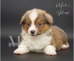 Small #6 Pembroke Welsh Corgi