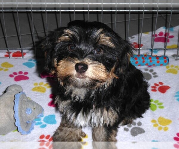 Medium Photo #10 Havashire Puppy For Sale in ORO VALLEY, AZ, USA