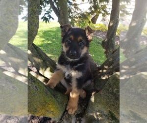 German Shepherd Dog Litter for sale in MILLERSTOWN, PA, USA