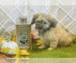 Havanese Puppy for sale in CINCINNATI, OH, USA