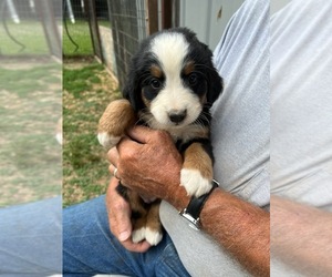 Bernese Mountain Dog Puppy for Sale in MONTREAL, Missouri USA