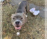 Small #1 American Pit Bull Terrier-Staffordshire Bull Terrier Mix