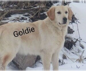 Mother of the Golden Retriever puppies born on 08/15/2026