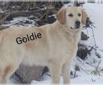 Small Photo #1 Golden Retriever Puppy For Sale in LOYAL, WI, USA