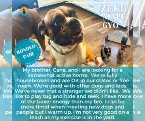 Boxer Dogs for adoption in Woodbury, MN, USA
