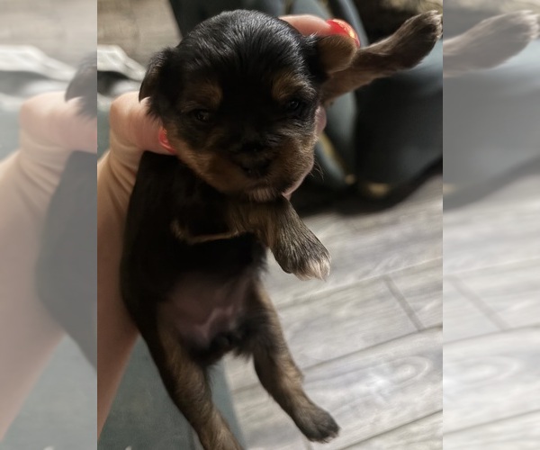 Medium Photo #1 Yorkshire Terrier Puppy For Sale in FREMONT, IN, USA