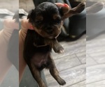 Small Yorkshire Terrier