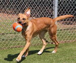 Small #7 Retriever  Mix